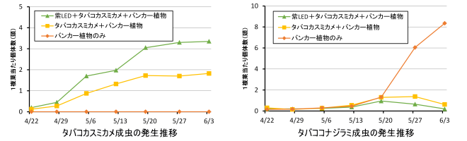 天敵タバコカスミカメと害虫タバココナジラミの数