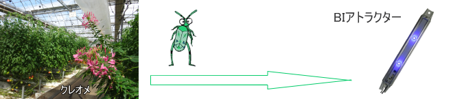 BIアトラクターは天敵温存植物からタバコカスミカメを誘因します